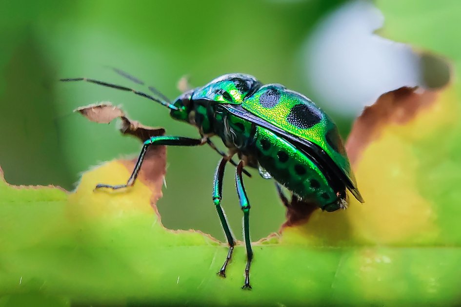 a-very-beautiful-beetle-perched-on-a-leaf-hive