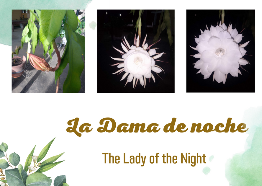 La Dama de Noche | Lady of the Night - PALnet