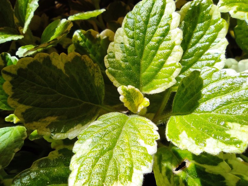 Plectranthus madagascariensis, incienso o planta del dinero | PeakD