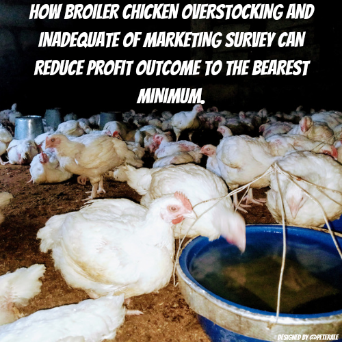 How Broiler Chicken Overstocking And Inadequate Of Marketing Survey Can Reduce Profit Outcome To