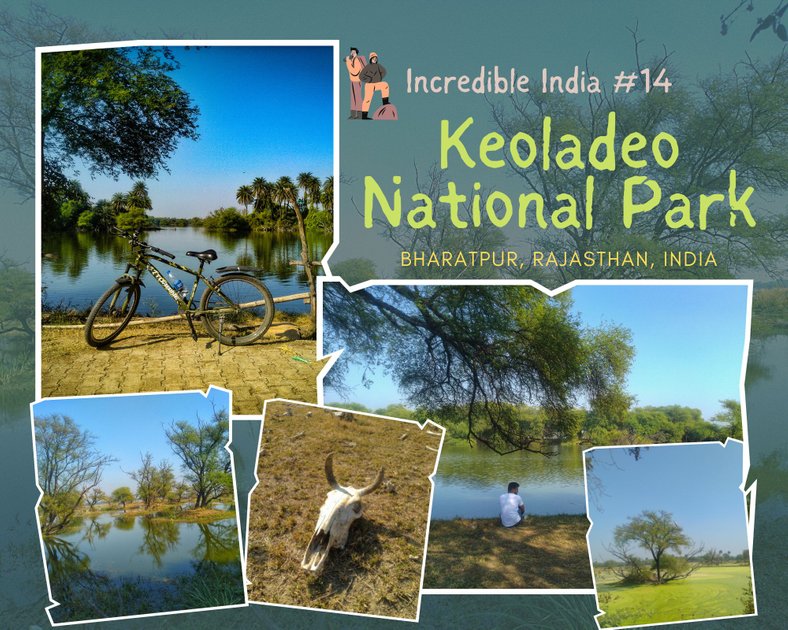 Wild Side of Mathew: Keoladeo National Park, Bharatpur - Part 2: Monsoons