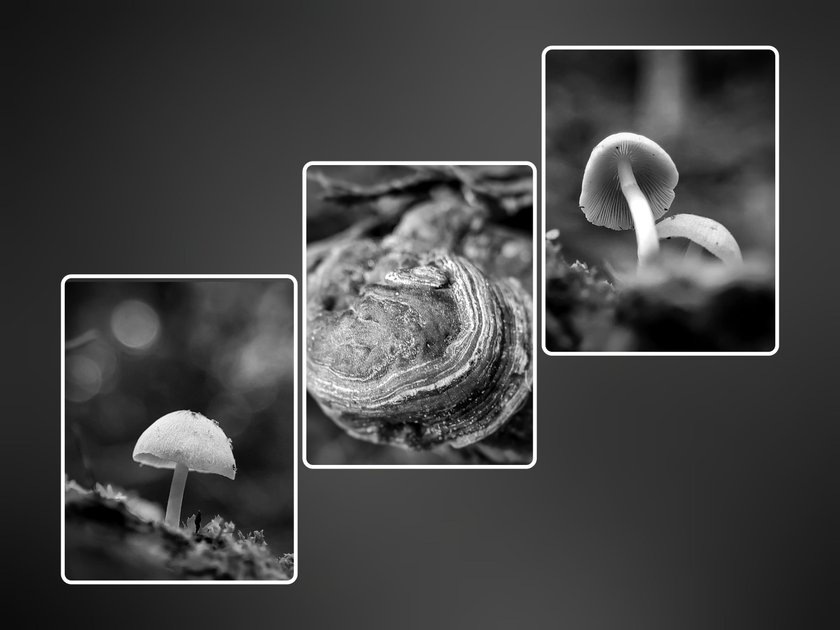 Monomad Two Species Of Mushrooms Psathyrella And Fomitopsis Pinicola That Look Very Beautiful