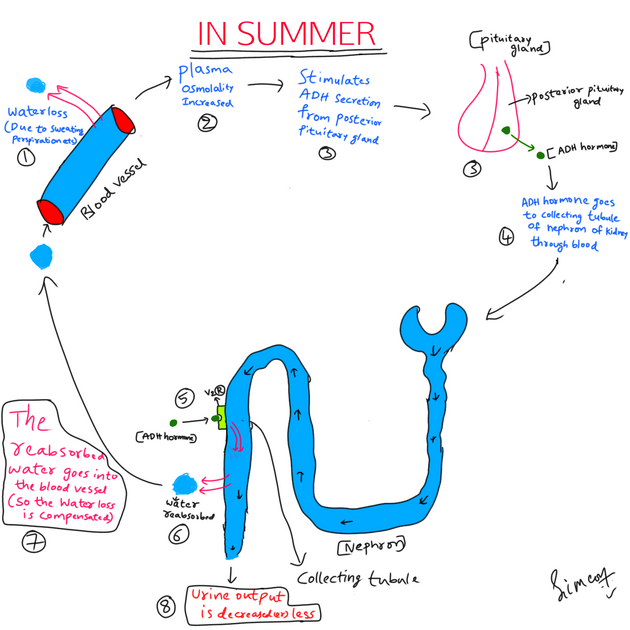 why-do-we-urinate-less-in-summer-and-more-in-winter-peakd