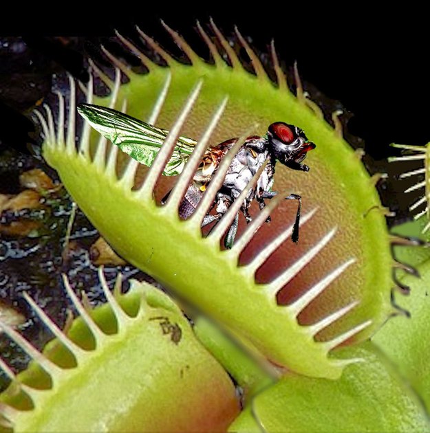 Venus Flytraps Are Even Creepier Than We Thought - The Atlantic