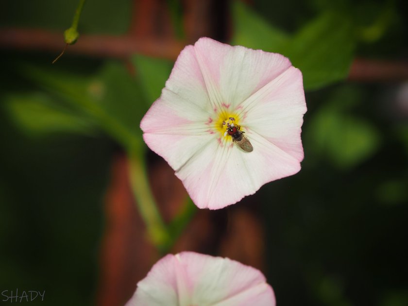 Берізка польова Convolvulus arvensis PeakD