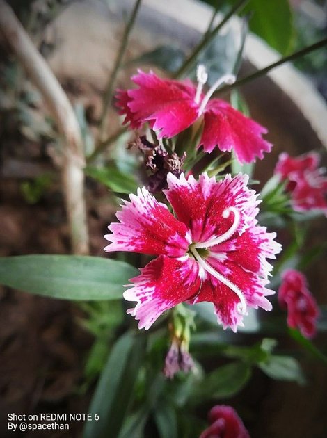 Crimson-Red Dianthus Flower 🌹😍 | PeakD