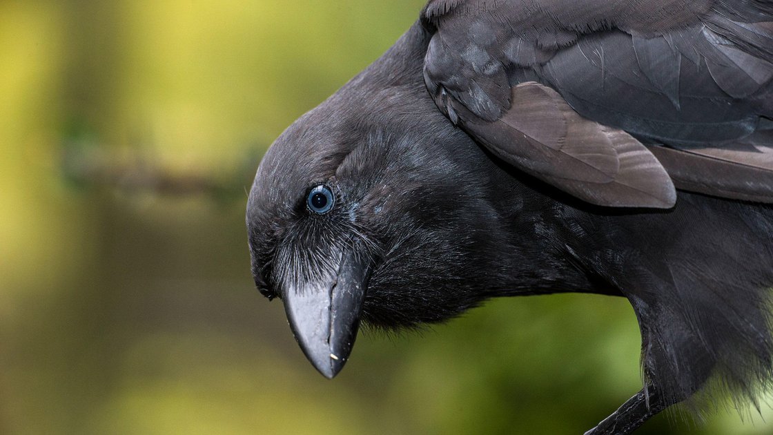 Extinct in the Wild - #1 The Hawaiian crow (Endangered species) 2020 ...