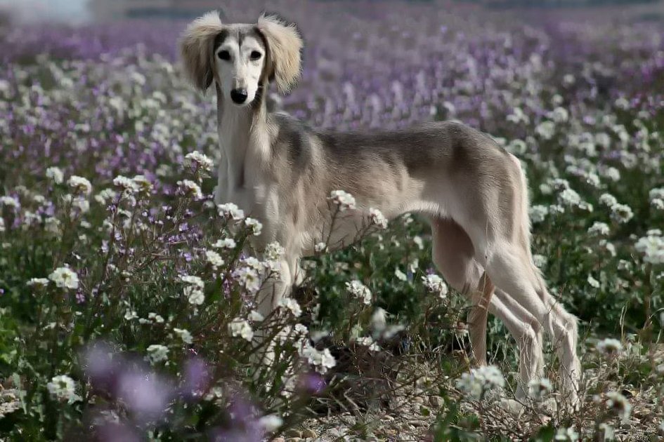 Persian greyhound hot sale