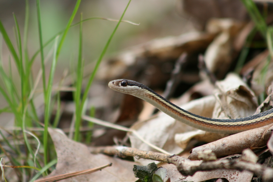 Common Ribbon Snake (Thamnophis Saurita) | PeakD