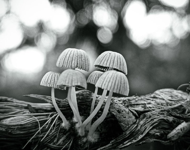 Monomad : Black and white Behind the beauty of mushrooms | PeakD