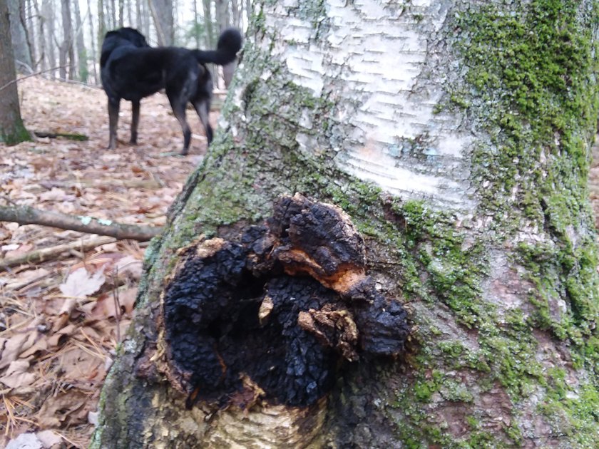 The dangers of Chaga Natural Medicine | PeakD