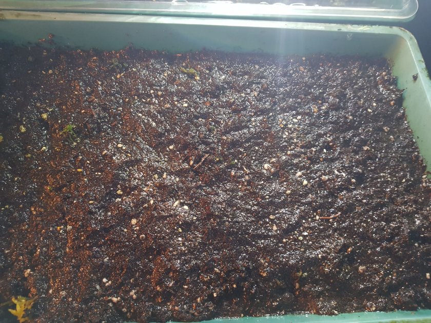 can you propagate venus fly traps
