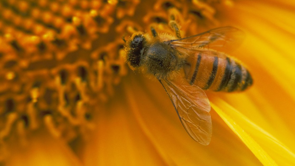 What Does Hive Mean To Me Opportunity PeakD