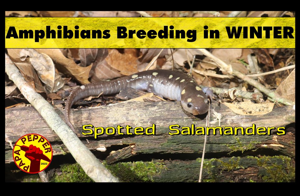 Amphibians Breeding in Winter? PeakD