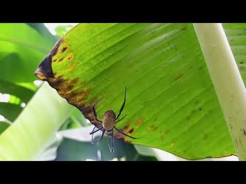 the-spider-and-it-s-cobweb-hive