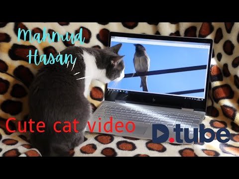 very-nice-cat-video-hive