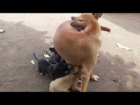 a-mother-of-seven-in-this-video-i-share-with-you-my-dog-breastfeeding-her-seven-puppies-hive