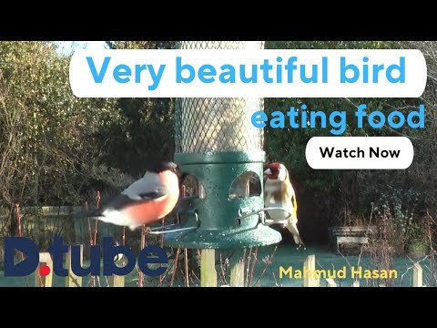 beautiful-video-of-birds-eating-food-hive