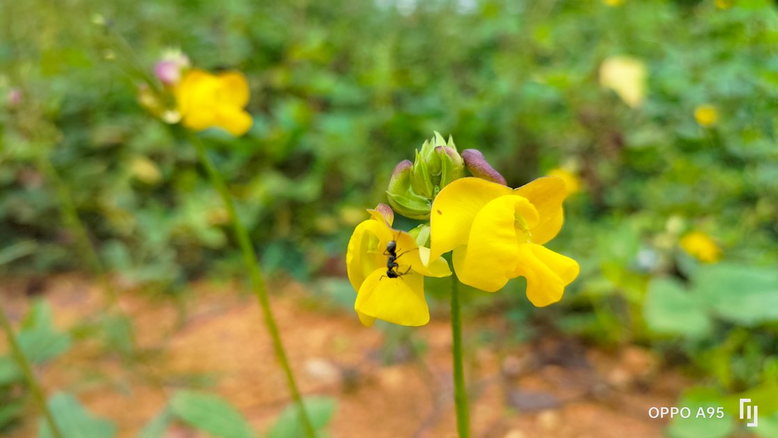 a-picture-of-a-yellow-flower-hive