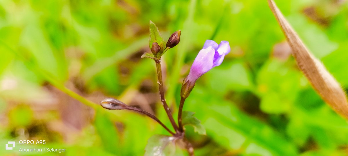 green-grass-around-and-a-small-flower-in-it-hive