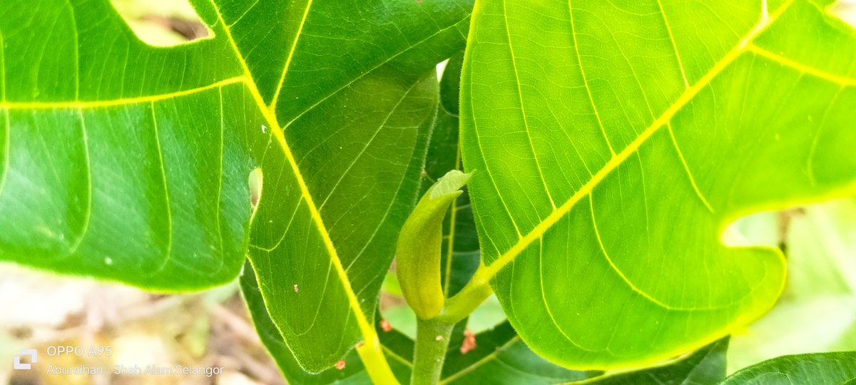 a-very-beautiful-green-leaf-photography-hive