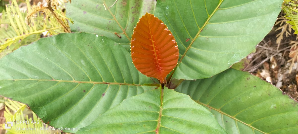 colorful-pages-of-nature-hive