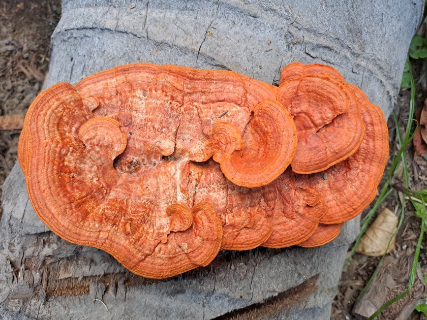 beautiful-orange-mushrooms-that-i-found-in-the-rainy-season-hive