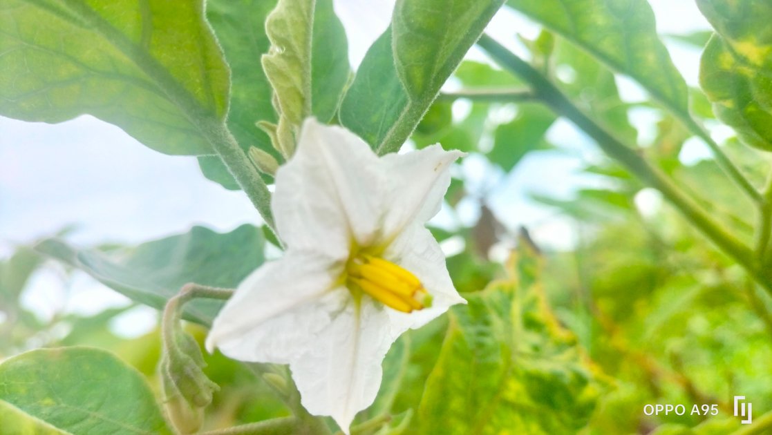 eggplant-flower-photography-hive