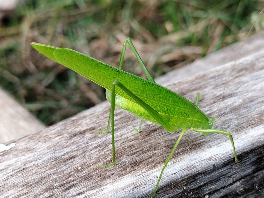 beautiful-shot-of-a-green-grasshopper-relaxing-hive