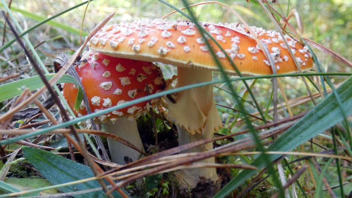 fly-agaric-or-fly-amanita-is-it-poison-drug-or-useful-medicine-or-peakd