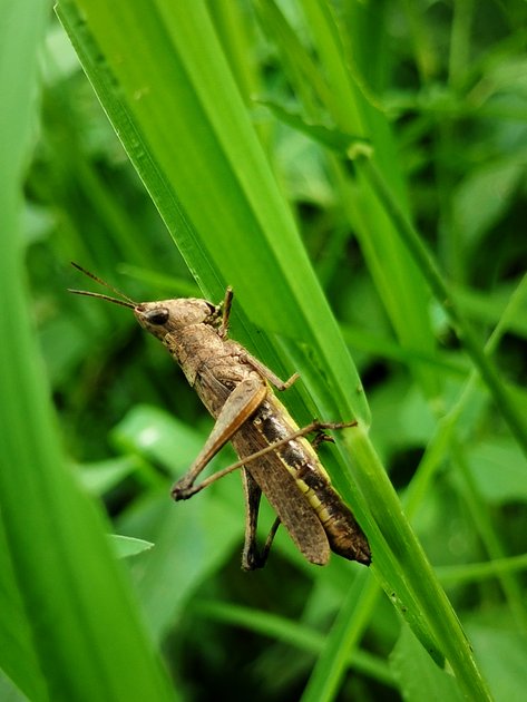 beautiful-shots-of-a-grasshopper-perched-on-a-leaf-of-grass-hive