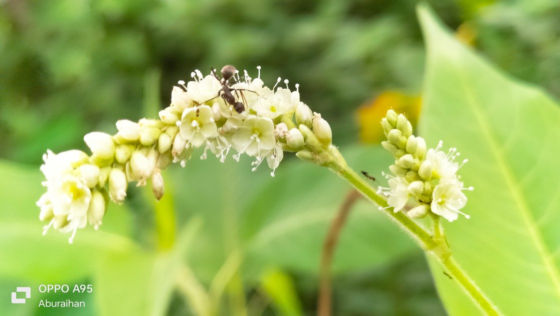 a-very-beautiful-photography-of-a-white-flower-hive