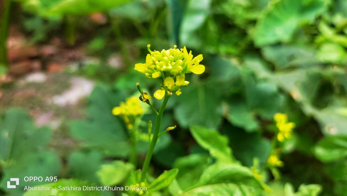 photography-of-untimely-mustard-flowers-hive