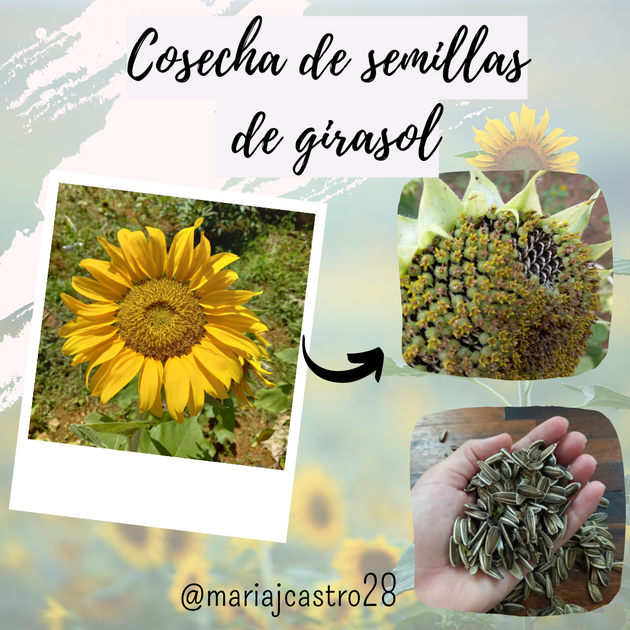 Proceso de mi primera cosecha de semillas de girasol ? | Process of my  first harvest of sunflower seeds ? — Hive