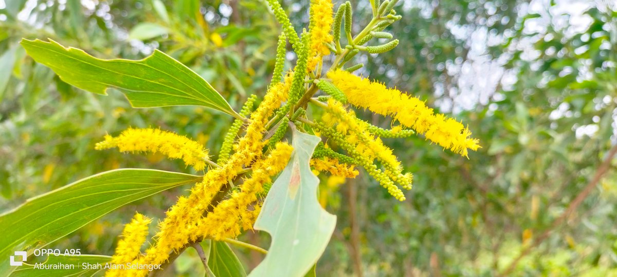 this-picture-is-of-a-landscape-of-flowers-hive