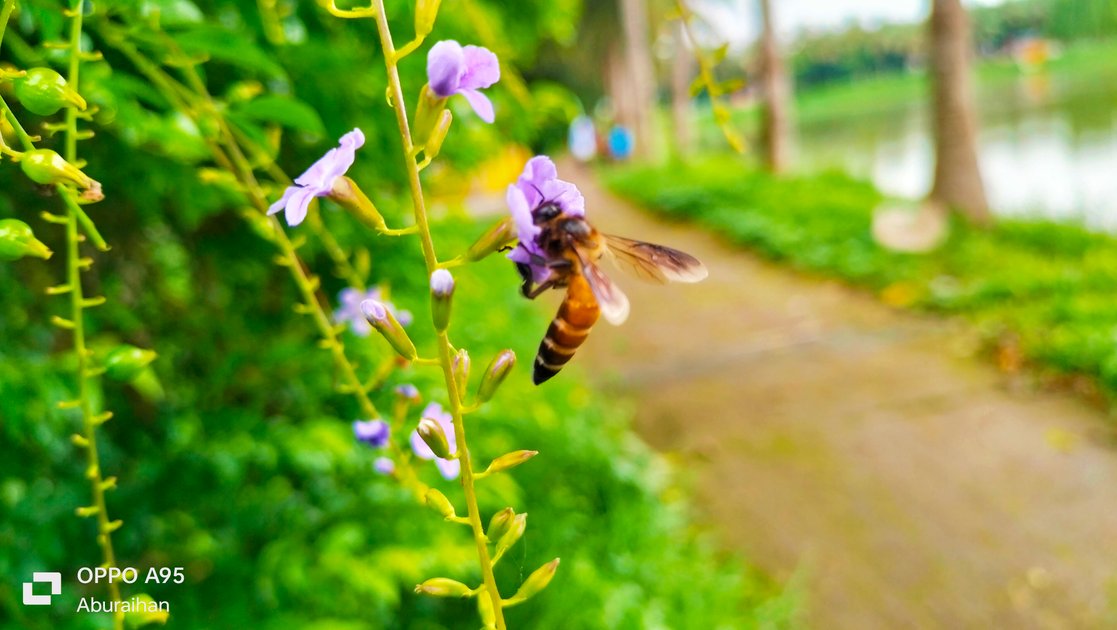 flower-photography-with-bees-hive