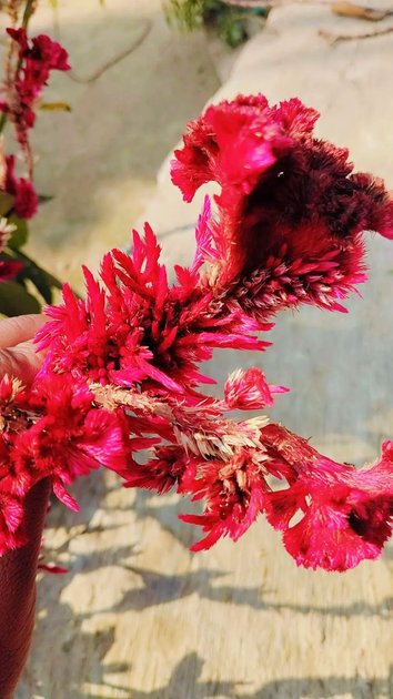 nature-s-beauty-a-tale-of-two-flowers-hive