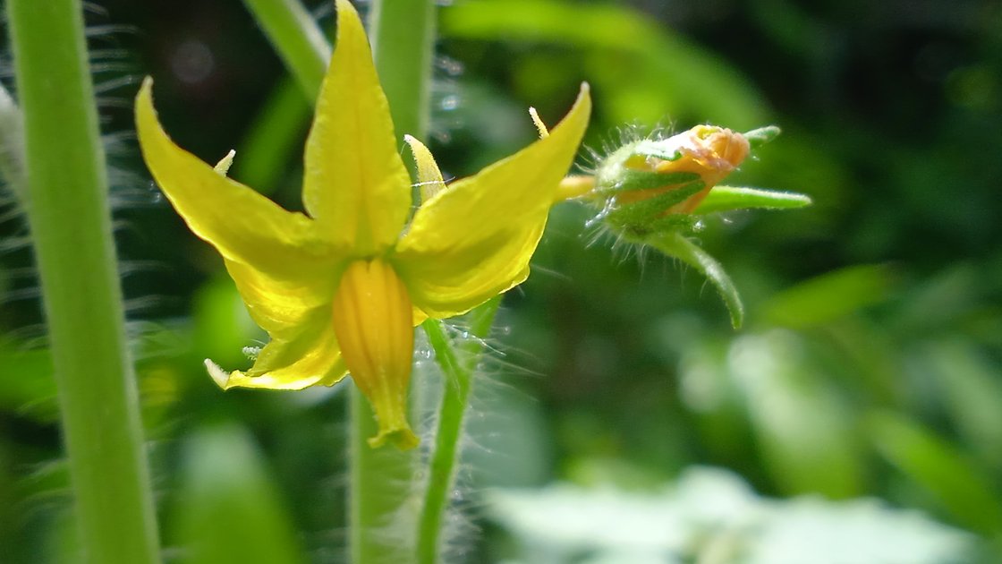 tomato-flower-beside-the-house-hive