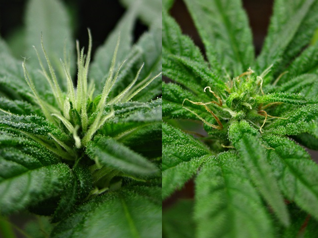 Pollinated versus Unpollinated Cannabis Flowers - WeedCash Network