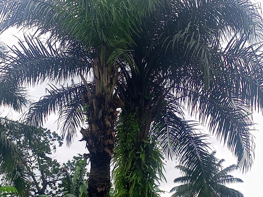 the-oil-palm-tree-never-stops-blossoming-hive