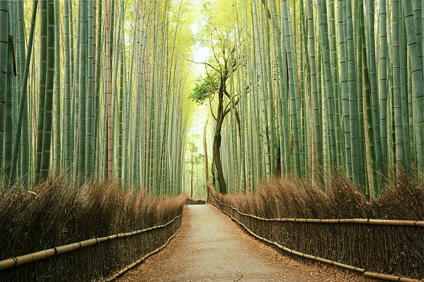 del-bambu-japones-y-la-paciencia-como-virtud-hive