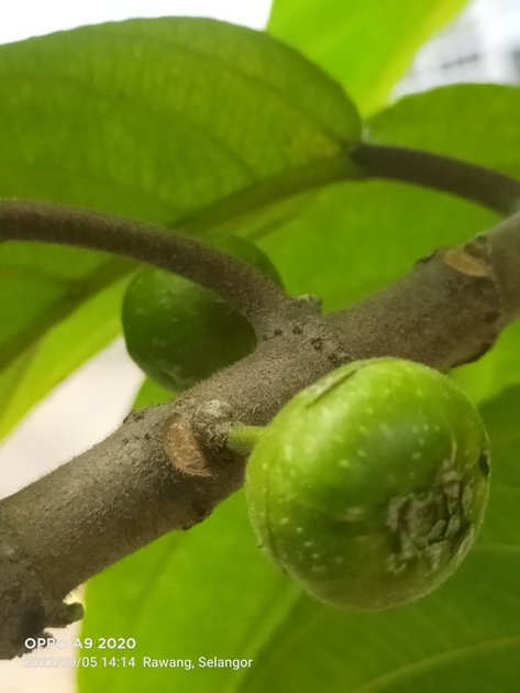 natural-fig-fruits-health-benefits-hive