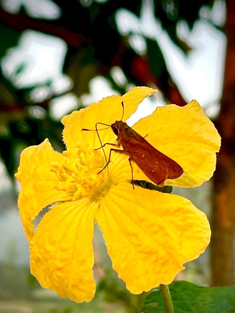 dear-photo-lovers-friends-today-s-photography-is-butterfly-on-yellow-flower-hive