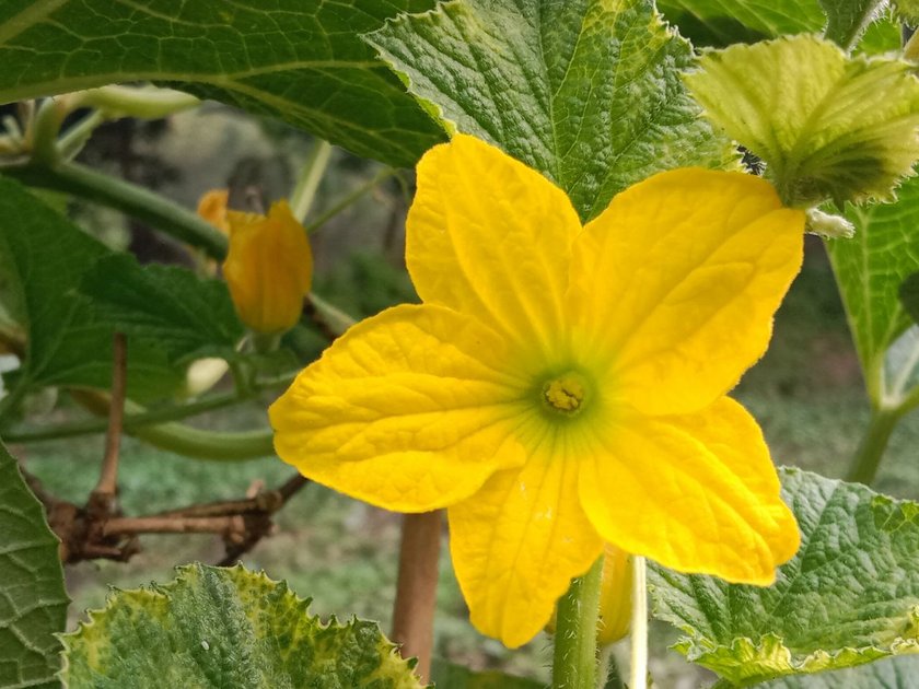 cucumber-flower-photography-hive