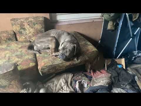 Dog rescue from an abandoned shelter in a war zone (GRAPHIC IMAGERY) — Hive