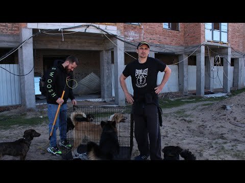7 April 2022 - Dog rescue in Irpen, Kiev region, Ukraine — Hive