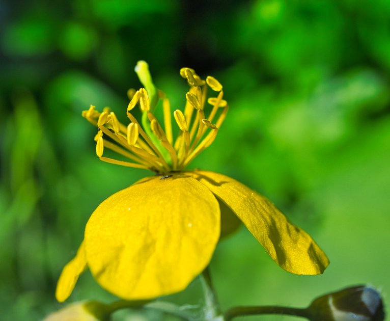 Квітка #65 : Чистотіл звичайний (Flower # 65 : Chelidonium majus) | PeakD