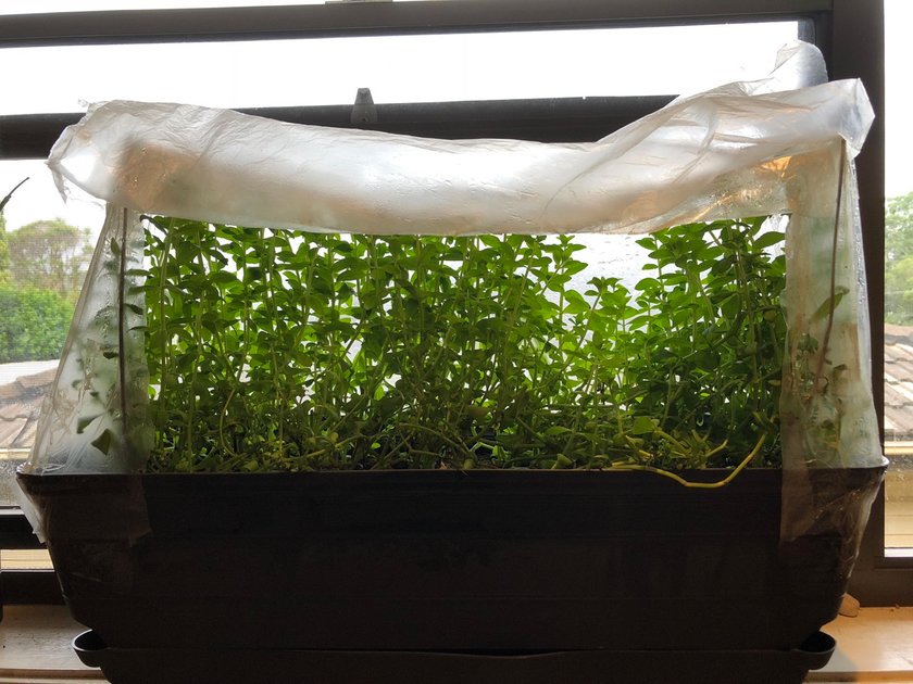 Growing Rice Paddy Herb By The Kitchen Window Hive