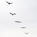 silhouette-of-5-pelicans-flying.jpg