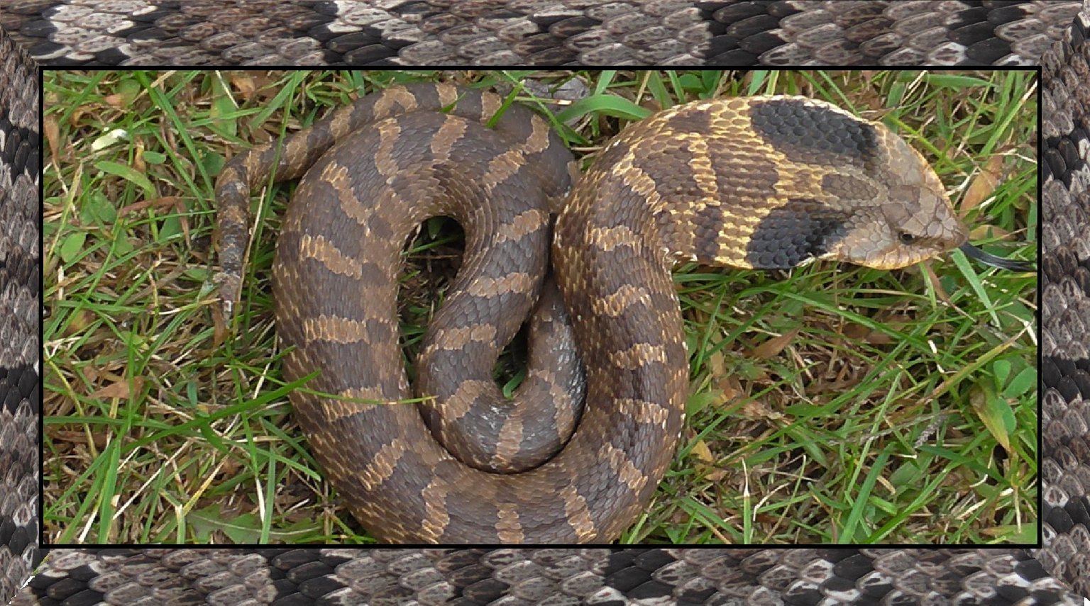 Photograph, Eastern Hognose Snake Playing Dead